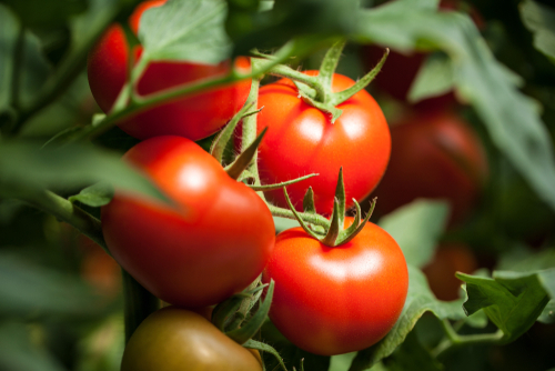 Pomodori italiani shutterstock 1336817684