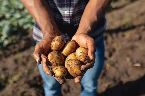 Potatoes Potatoes Forever