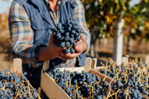 Vendemmia shutterstock 2470218349