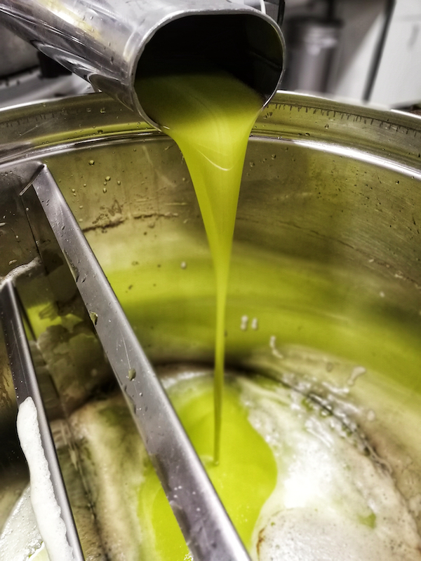 Squeezing of extra virgin olive oil from Campello sul Clitunno that flows from the centrifuge of the mill