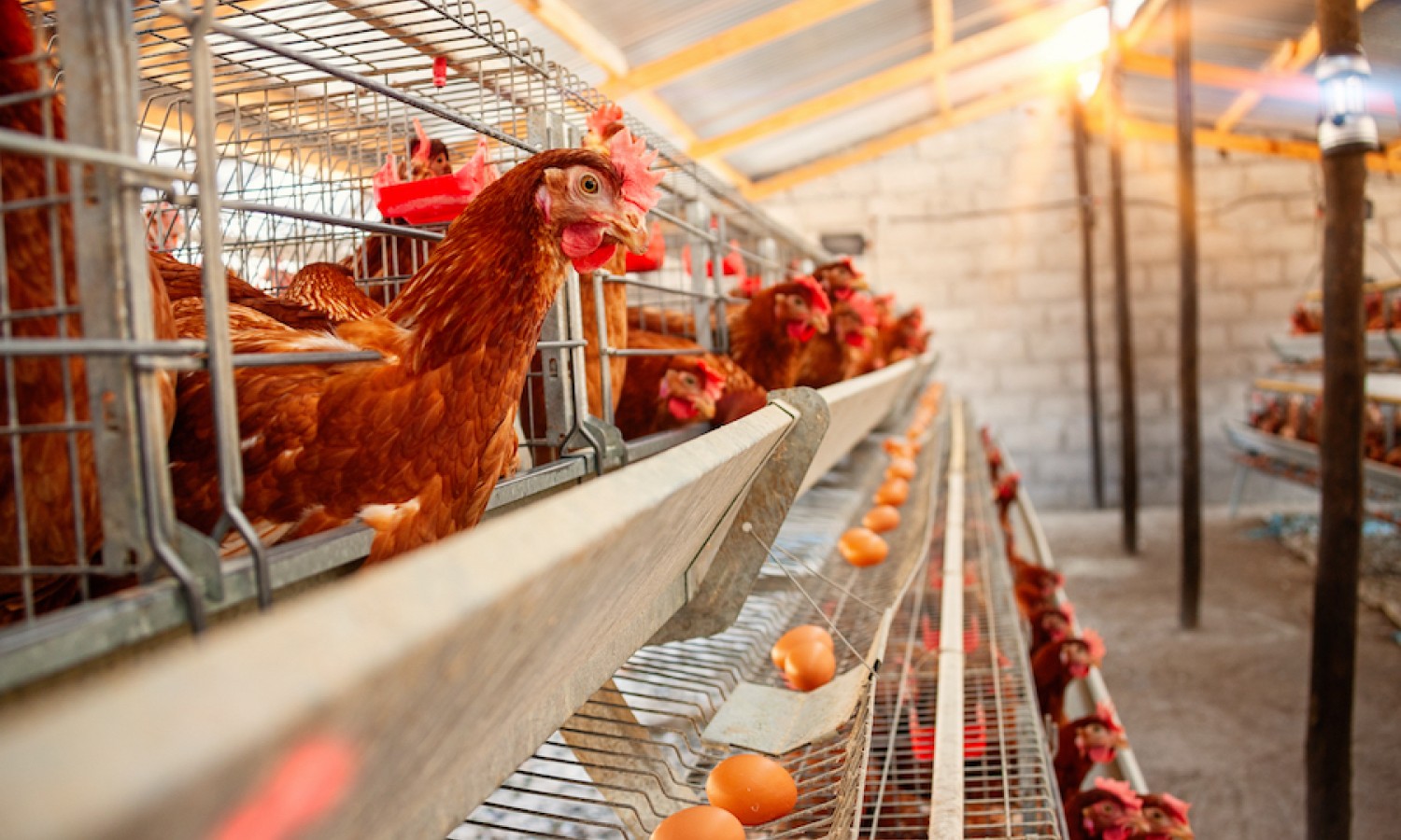 Focolai di influenza aviaria nei volatili, ma rischio basso per il consumatore