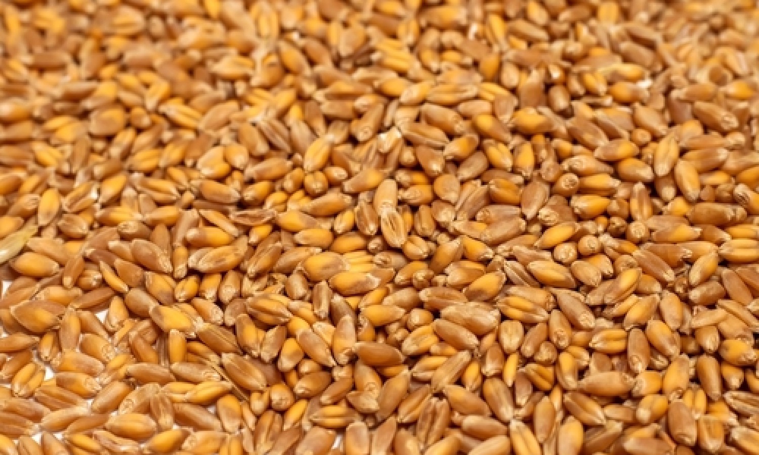 I controlli confermano la salubrità del grano di importazione