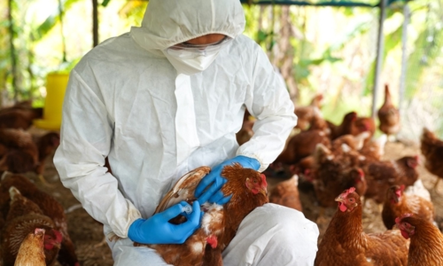 Diminuiscono i casi di influenza aviaria in Europa