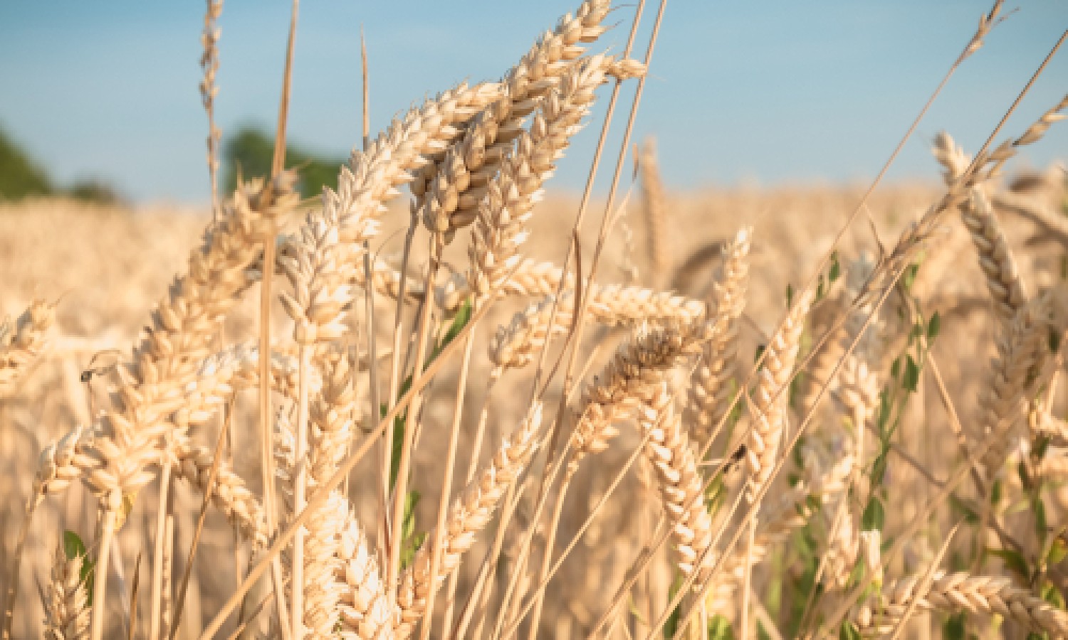 Meno grano duro, ma di maggior qualità