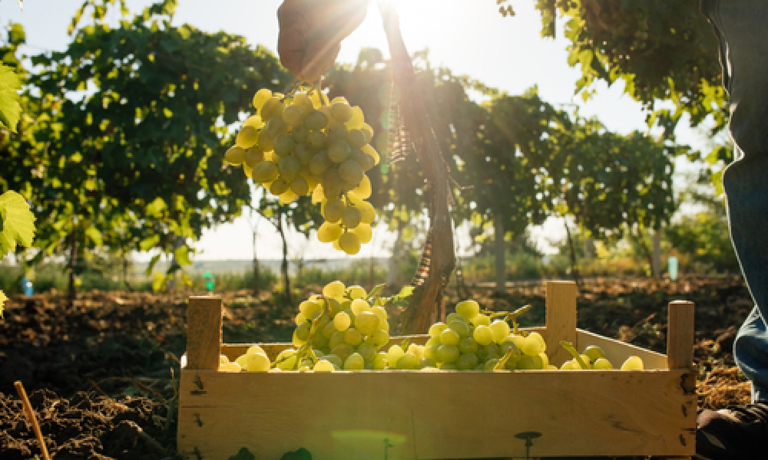 I possibili dazi cinesi minacciano il vino italiano