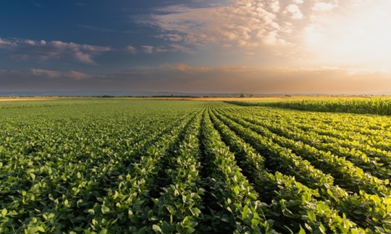 Agroalimentare: crescono le esportazioni