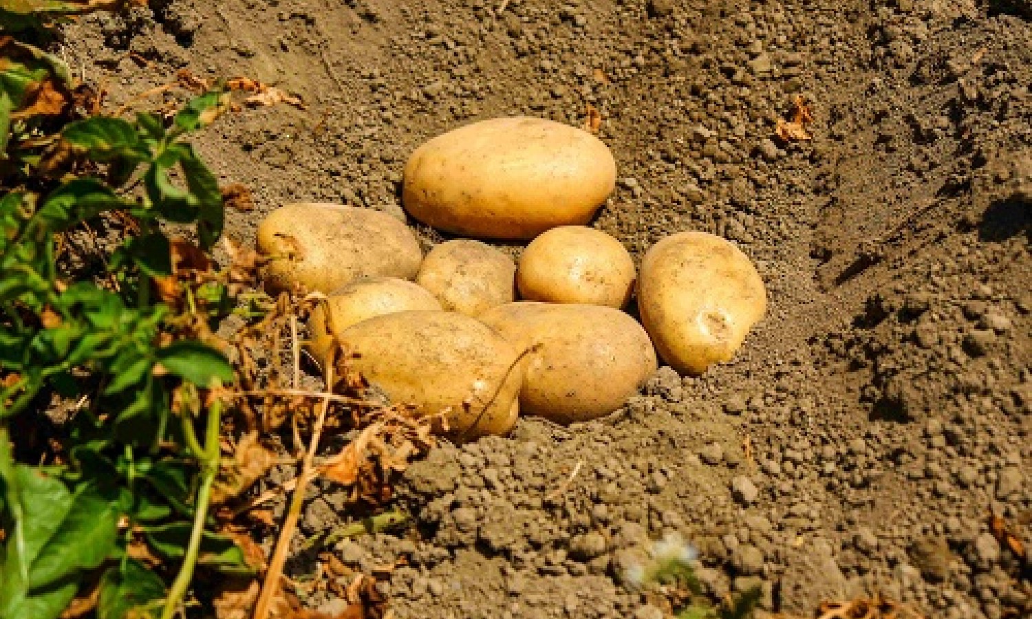 Patate: pochi tuberi ma superfici stabili