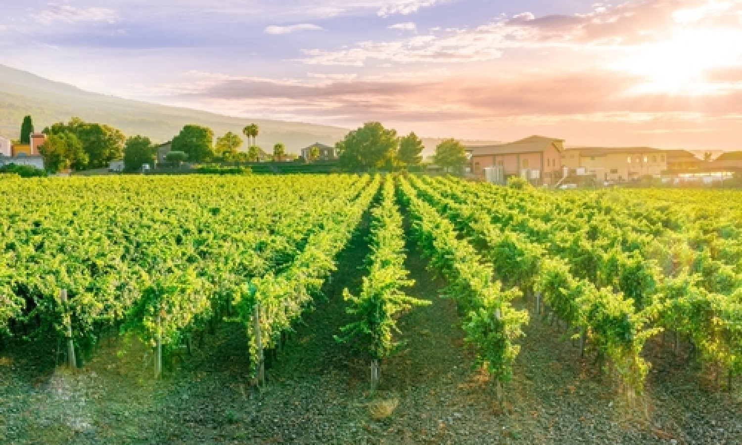 L’export vinicolo italiano conferma la leadership mondiale