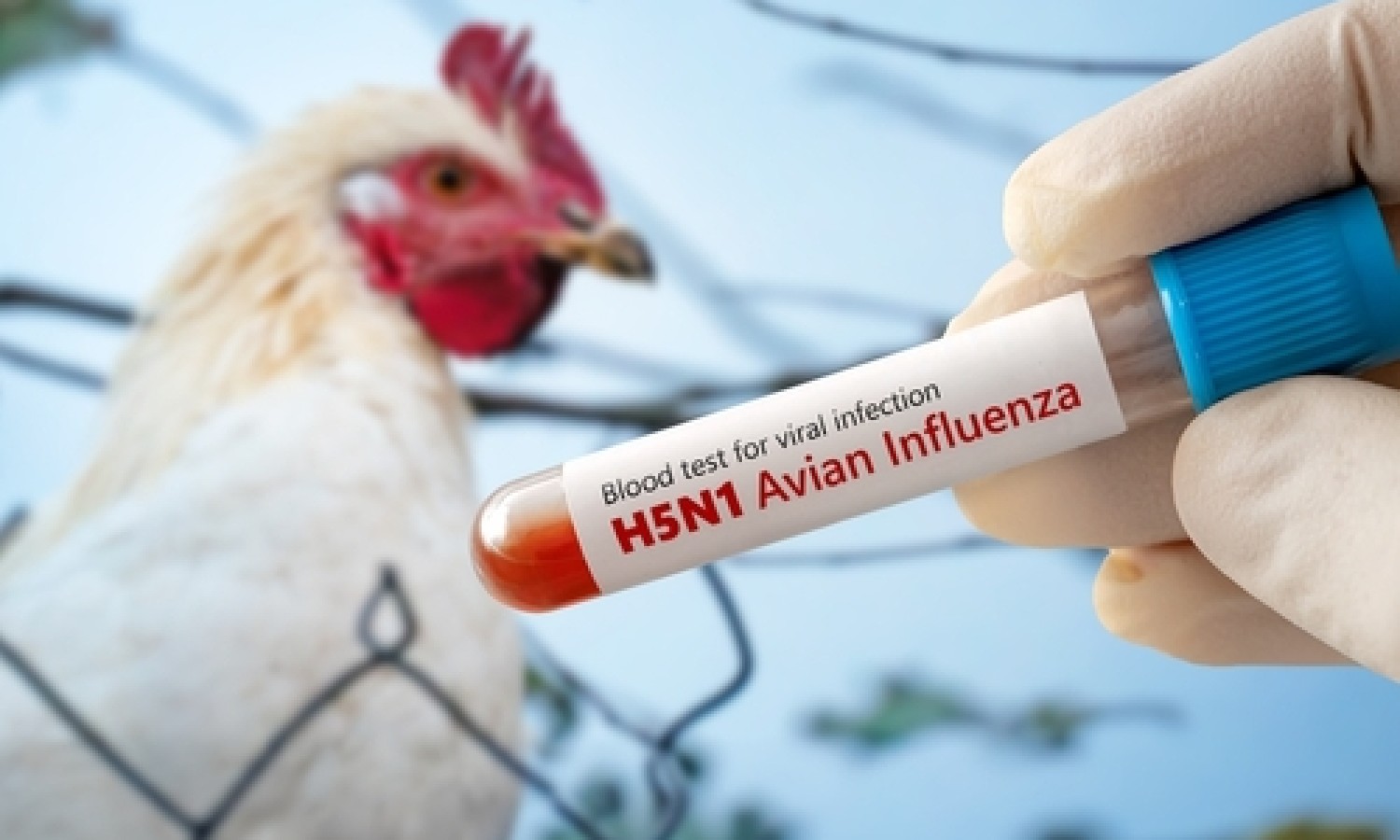 Nuove strategie europee contro l’influenza aviaria