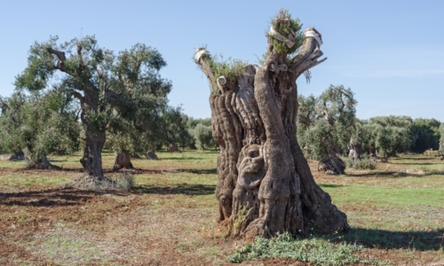 Xylella: al via il piano di sostegno per le imprese agricole colpite