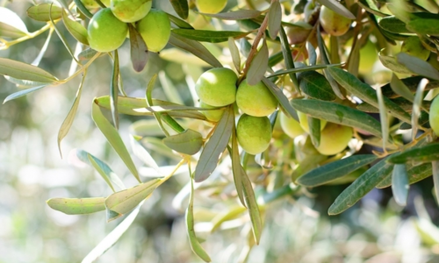 Olio: bene DOP e IGP, parola d’ordine sostenibilità