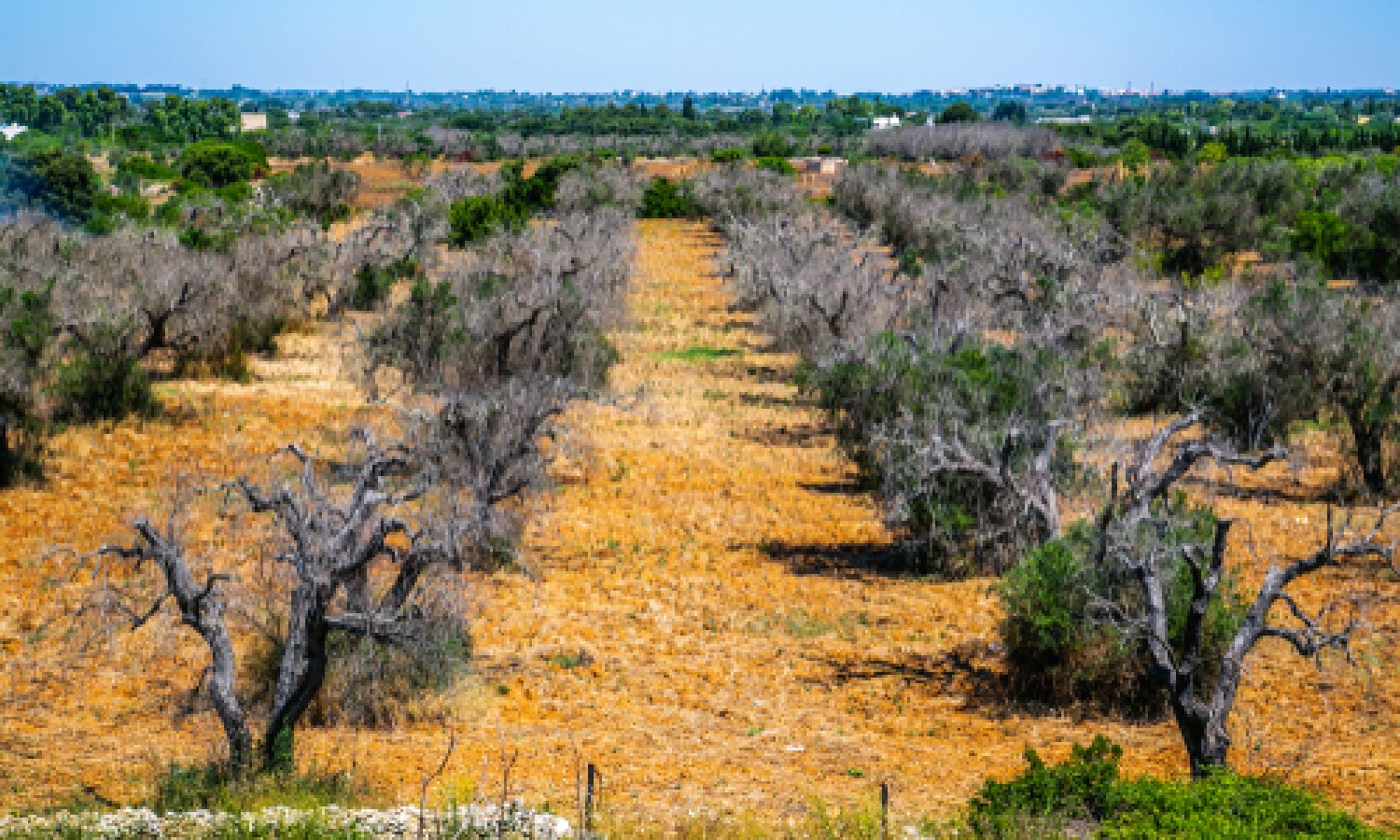 Xylella: un aggiornamento delle piante ospiti