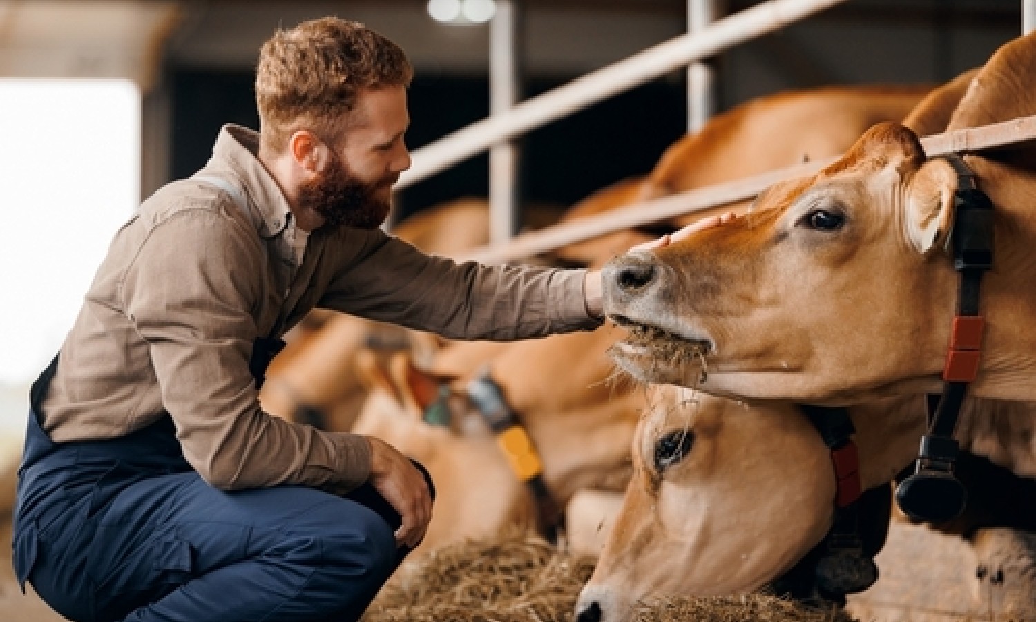 Allevamenti: mancano i veterinari aziendali