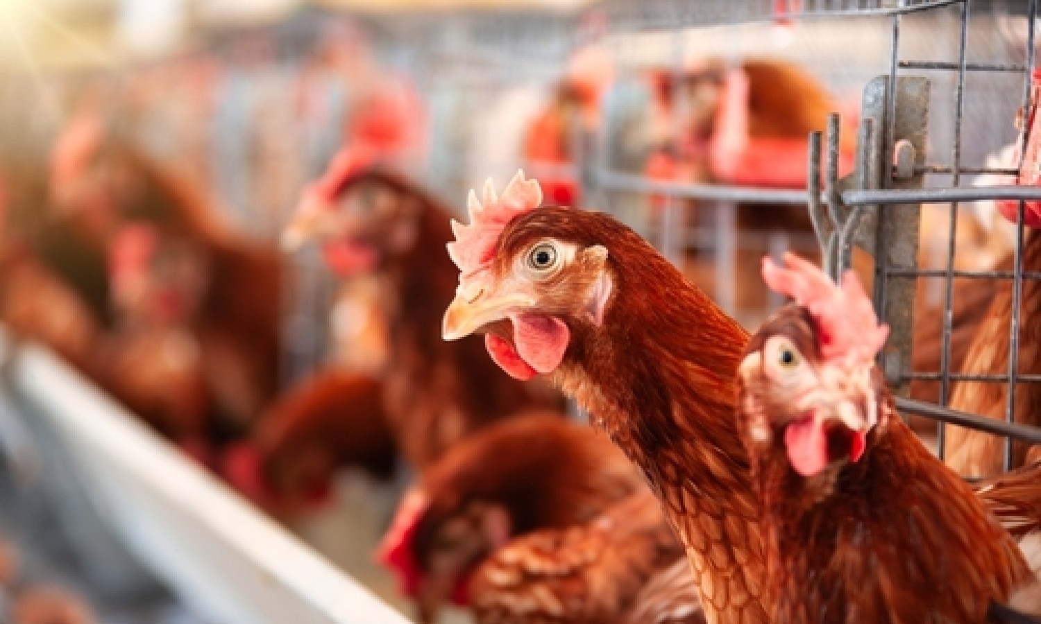 #NoBirdFlu: comunicazione per contrastare l'influenza aviaria