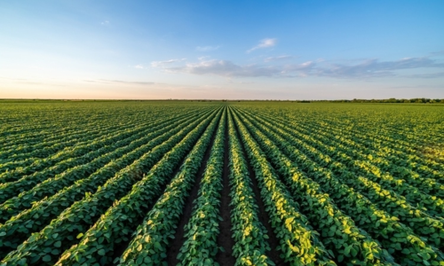 Terre agricole: oltre 14.000 ettari disponibili in tutta Italia