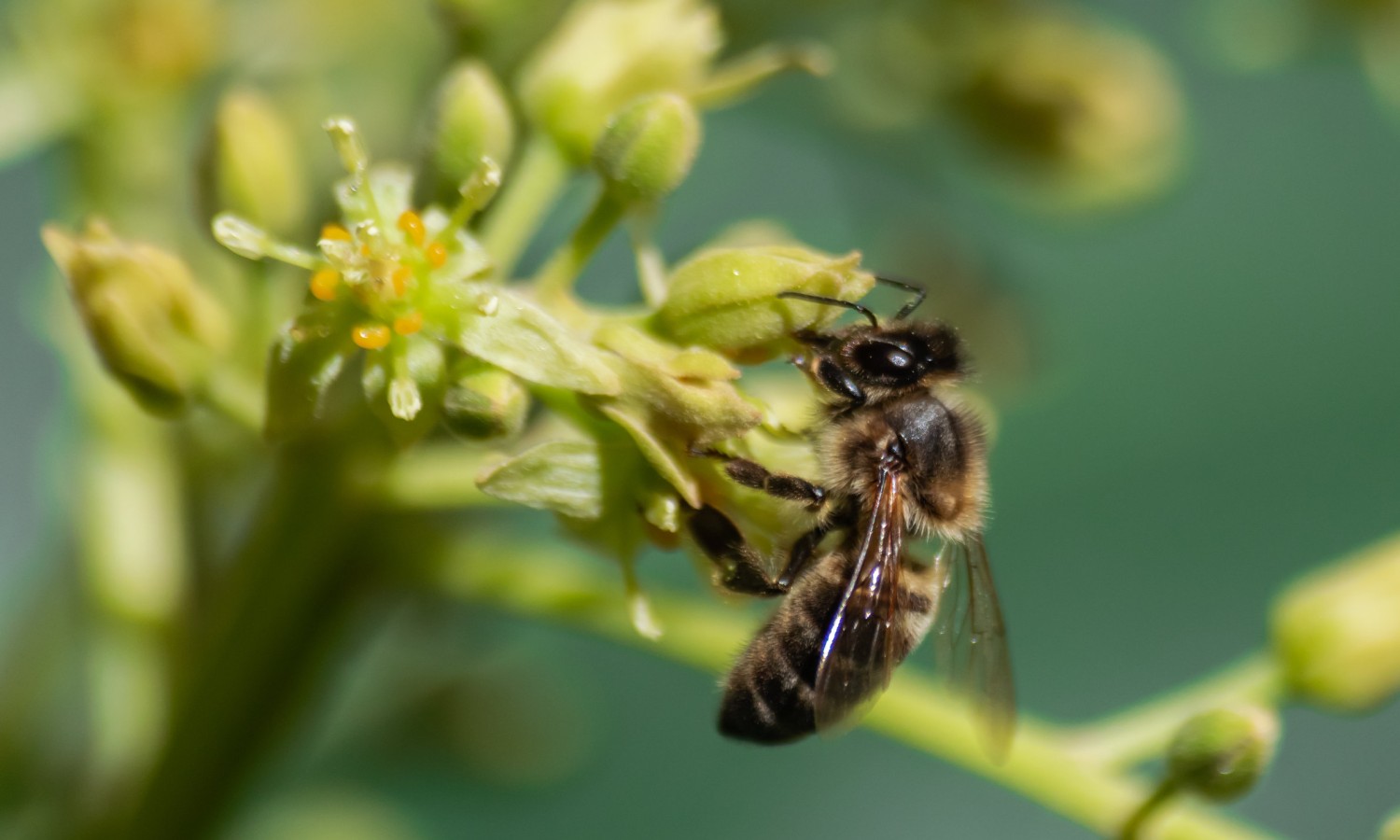Microplastiche e salute delle api