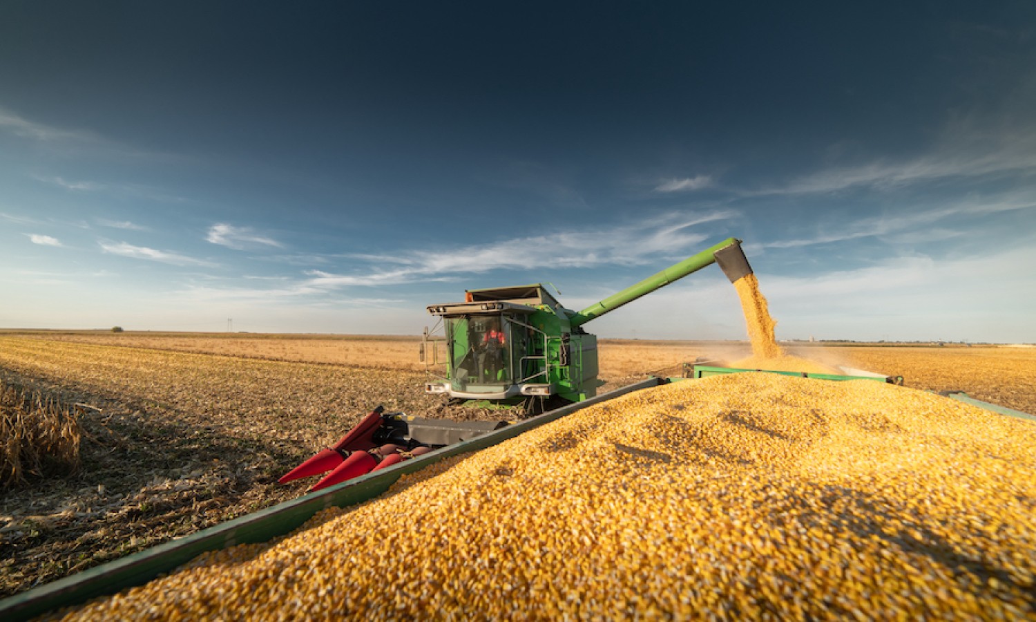 Coldiretti, l’Italia ha bisogno di 1.2 miliardi di chili di mais ucraino