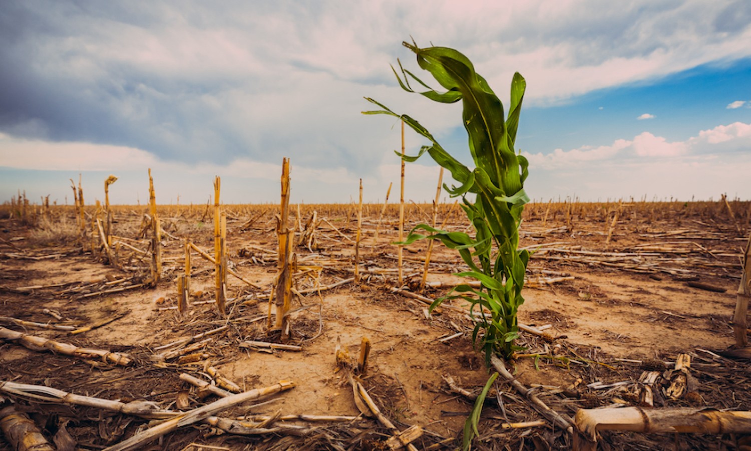 Climate change, perso il 10% dei raccolti nel 2022
